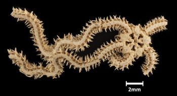 Media type: image;   Invertebrate Zoology OPH-1571 Description: Bottom up view of single ophiuroid specimen with a scale bar.;  Aspect: ventral